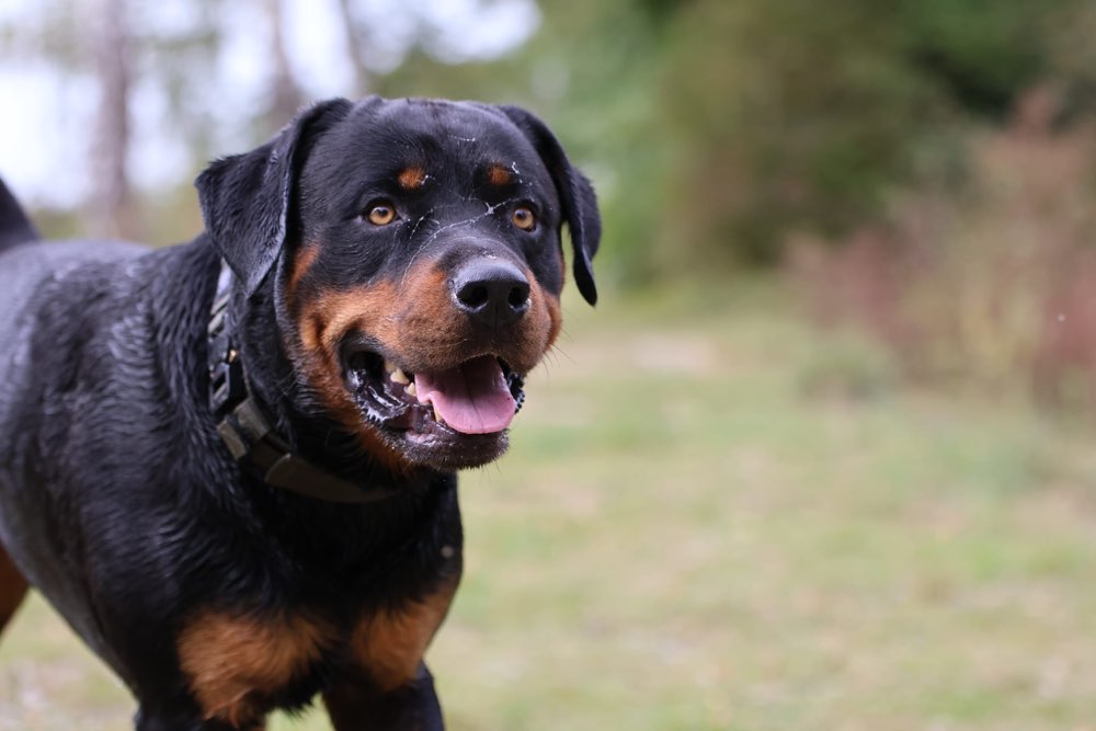 Hundetreffen-Gemeinsamer Spaziergang-Profilbild