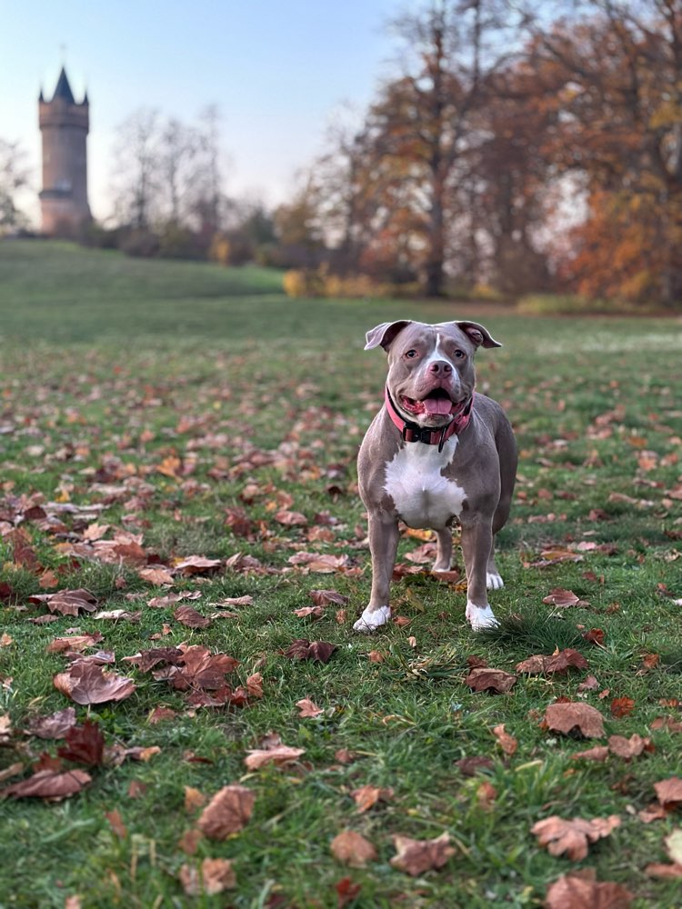 Hundetreffen-Gassirunde im Babelsberger Park-Profilbild