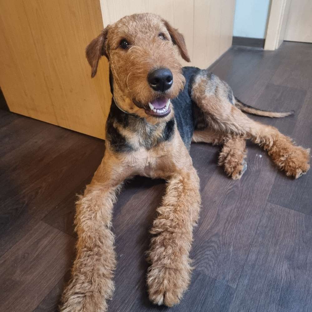 Hundetreffen-Spielgefährte-Profilbild