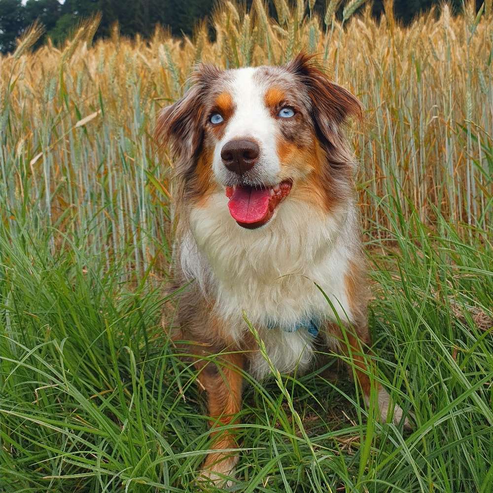 Hundetreffen-Gassi- und Spielpartner gesucht!-Profilbild