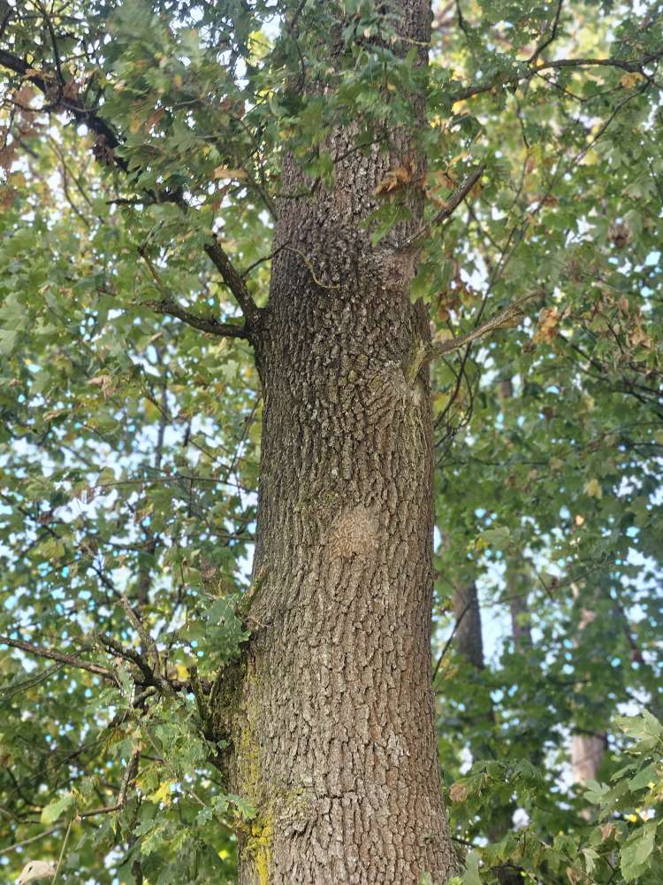 Giftköder-Nest des Eichenprozessionsspinners-Profilbild