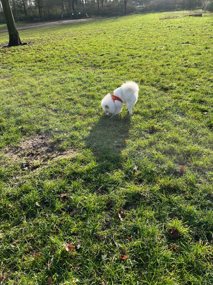 Hundetreffen-Spielfreunde für Kleinspitz gesucht-Profilbild