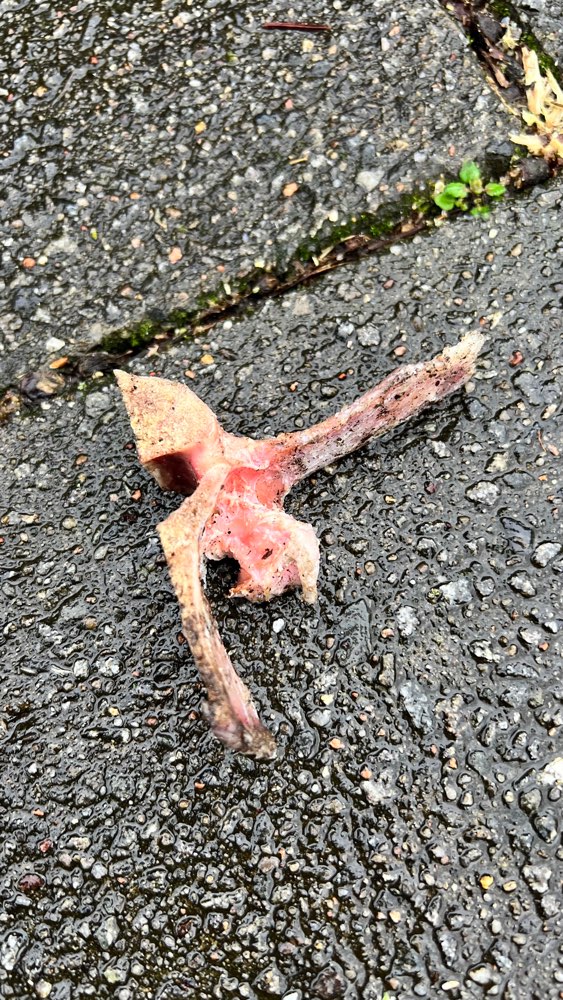 Giftköder-Möglicher Giftköder - Knochenfund-Profilbild