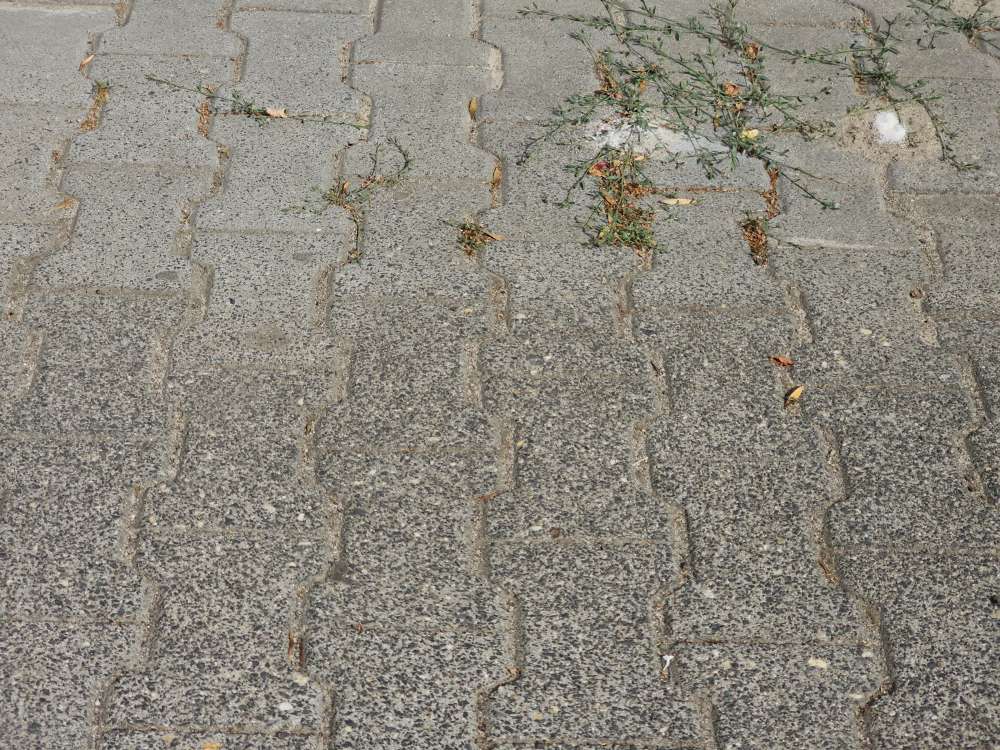 Giftköder-Weißes Pullver-Profilbild