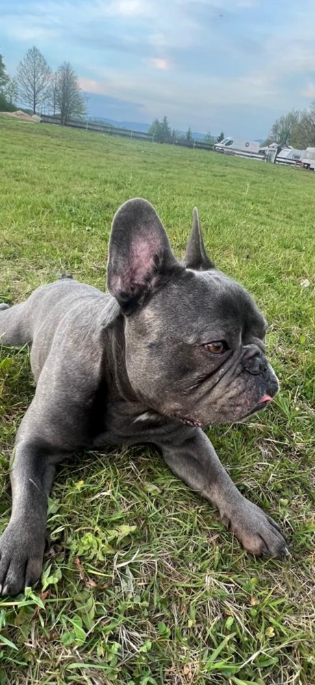Suchmeldung-Buddy-Profilbild