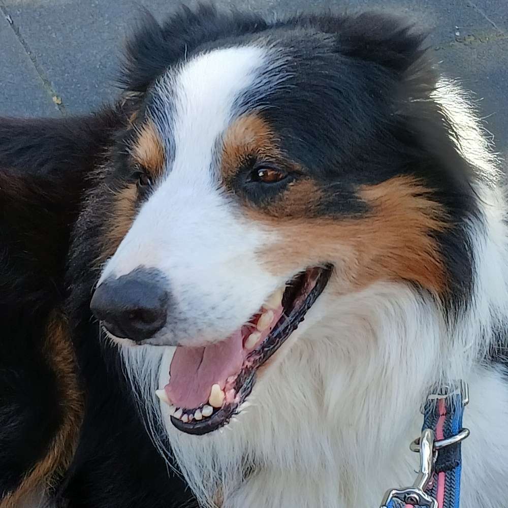 Hundetreffen-Treffen in Bad Münstereifel Arloff-Profilbild