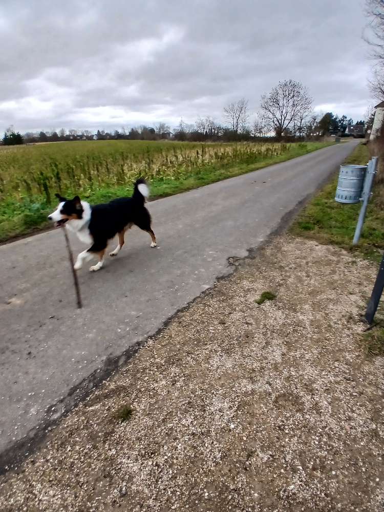 Hundetreffen-Hundekumpel gesucht-Profilbild