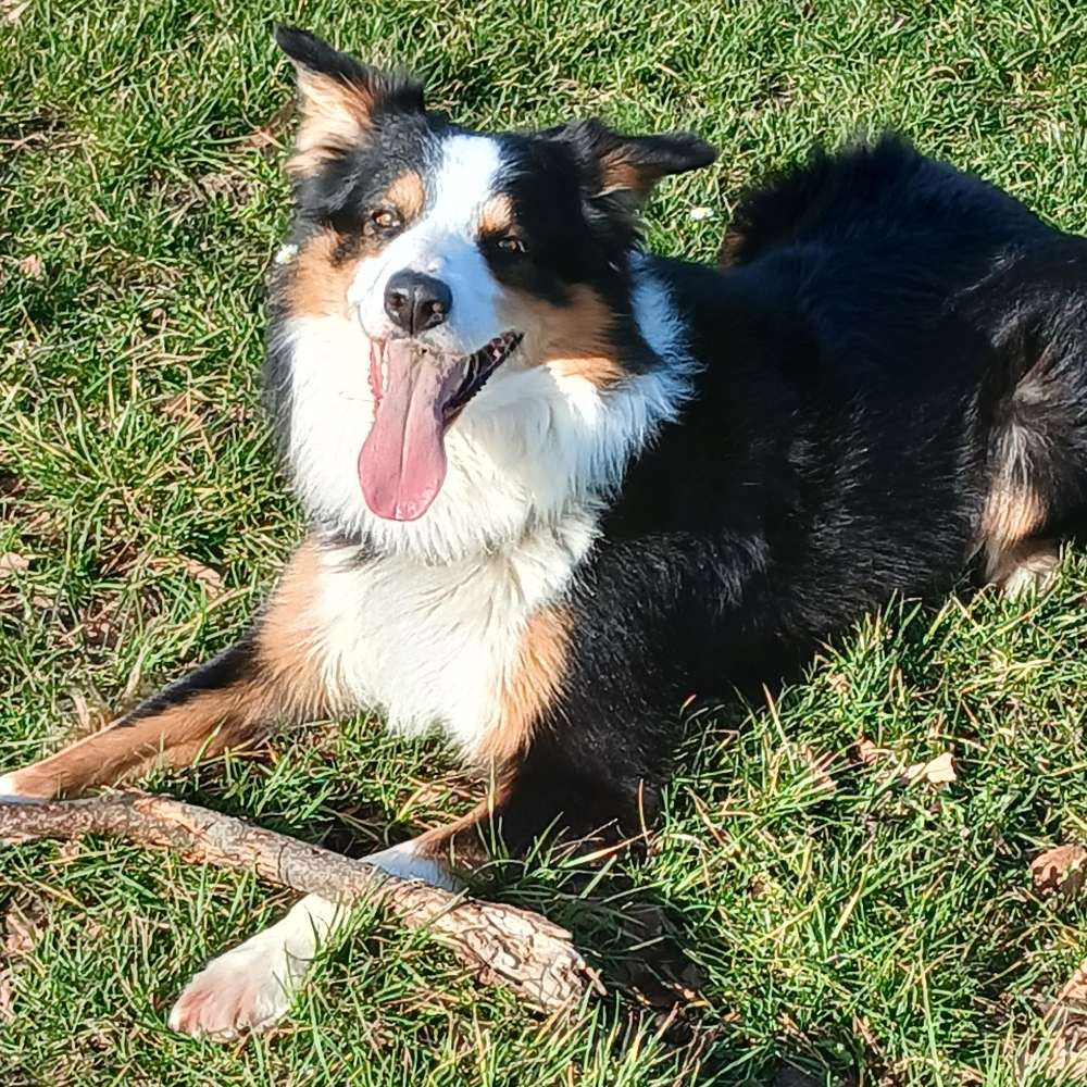 Hundetreffen-Hundekumpel gesucht-Profilbild