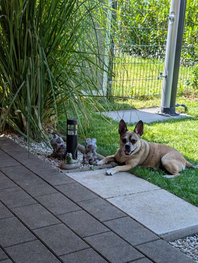 Hundetreffen-Hundespielpartner gesucht (am besten eine Hündin)-Profilbild