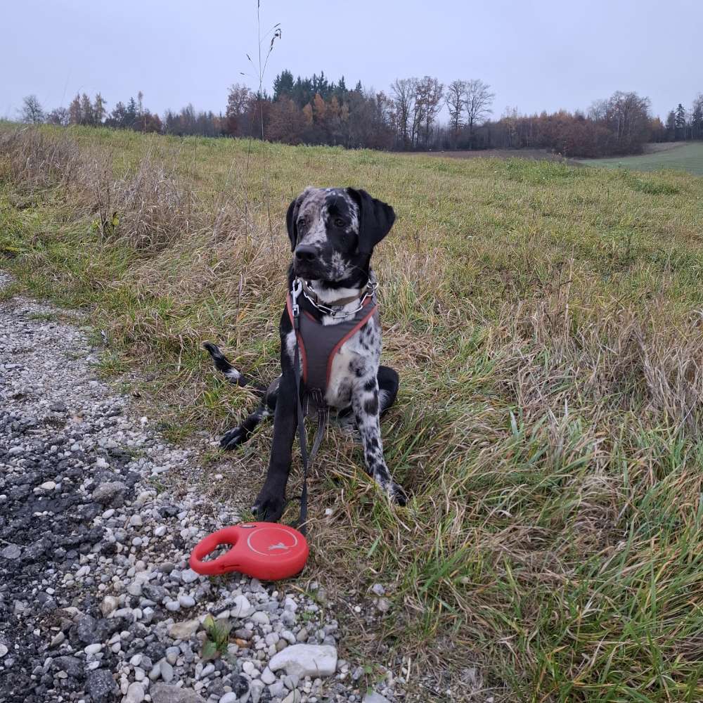 Hundetreffen-Gemeinsam Spazieren gehen-Profilbild