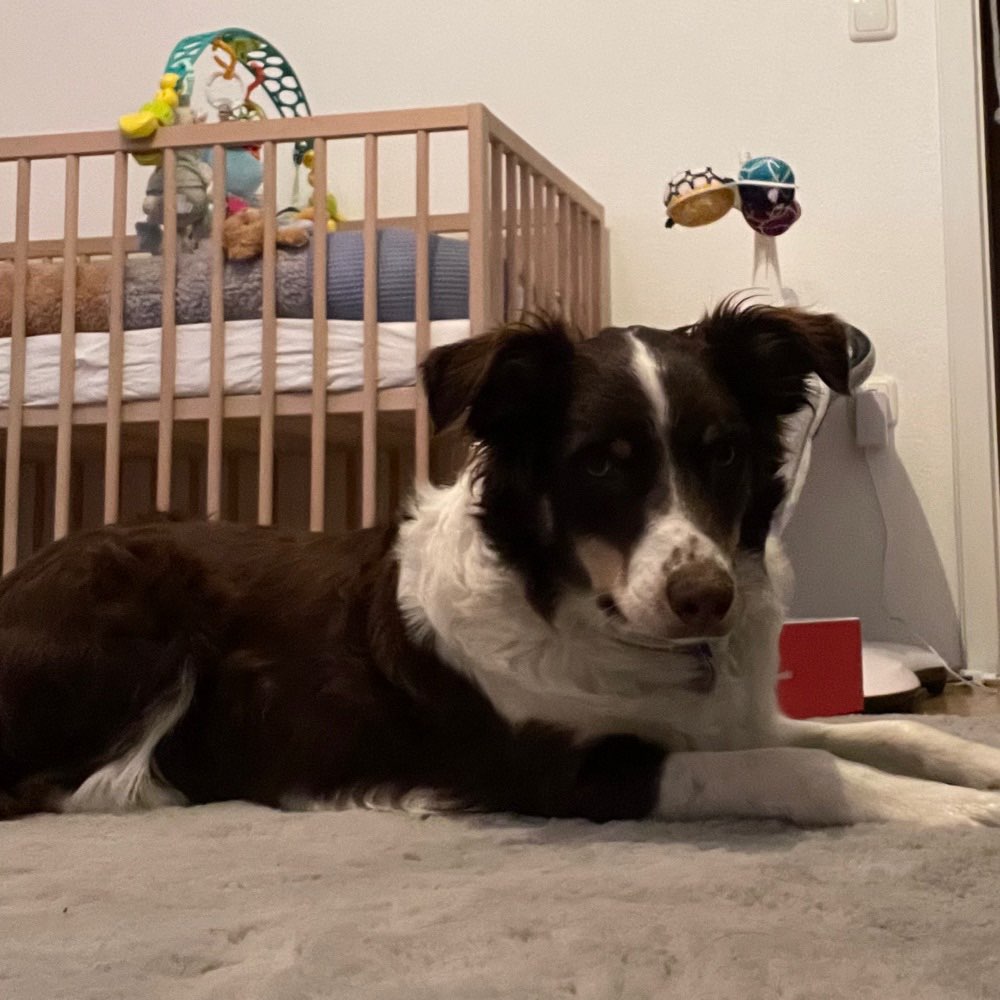 Hundetreffen-Spieltreffen-Profilbild