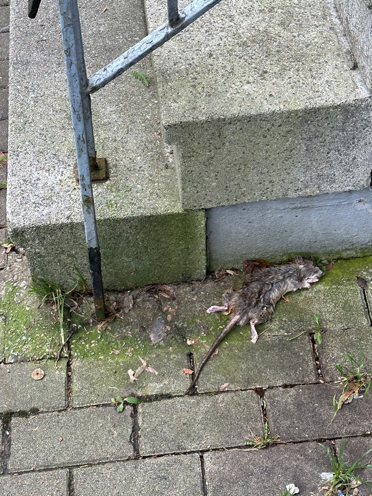 Giftköder-Tote Ratte-Profilbild