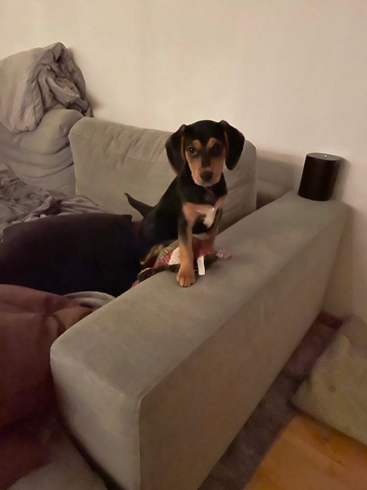 Hundetreffen-Welpentreffen in Mitte/prenzlberg-Profilbild