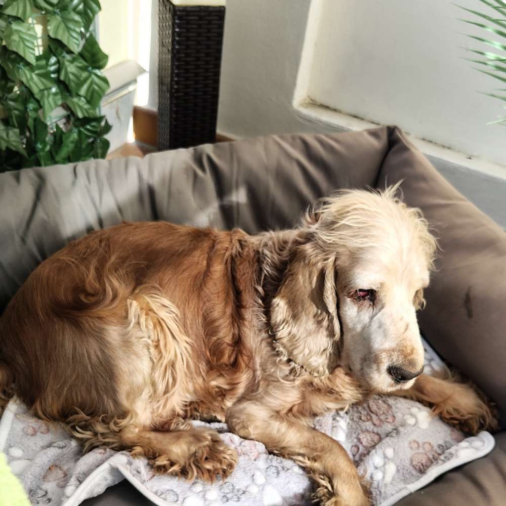 Hundetreffen-Älterer blinder Cocker Spaniel sucht weibliche Begleitung-Profilbild