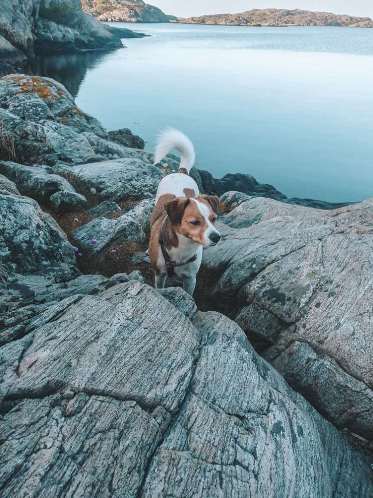 Hundetreffen-Gemeinsame Spaziergänge-Profilbild