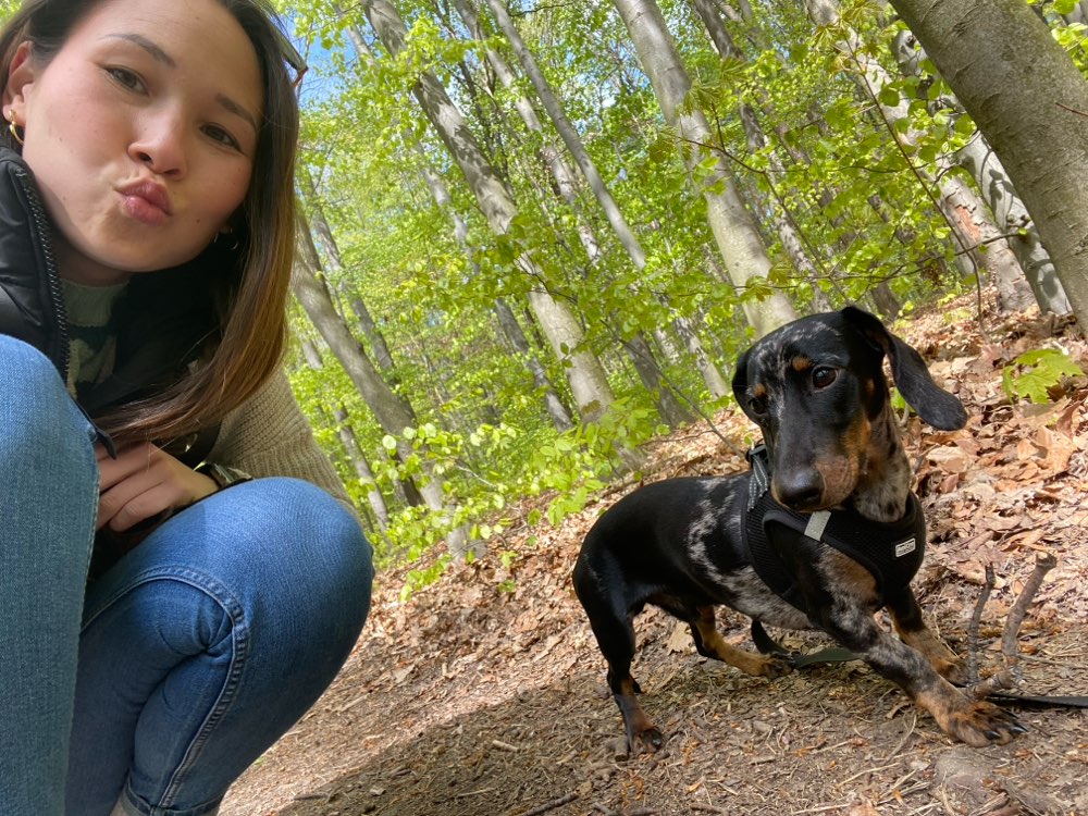 Hundetreffen-Spaziergänge mit Spielrunden-Profilbild