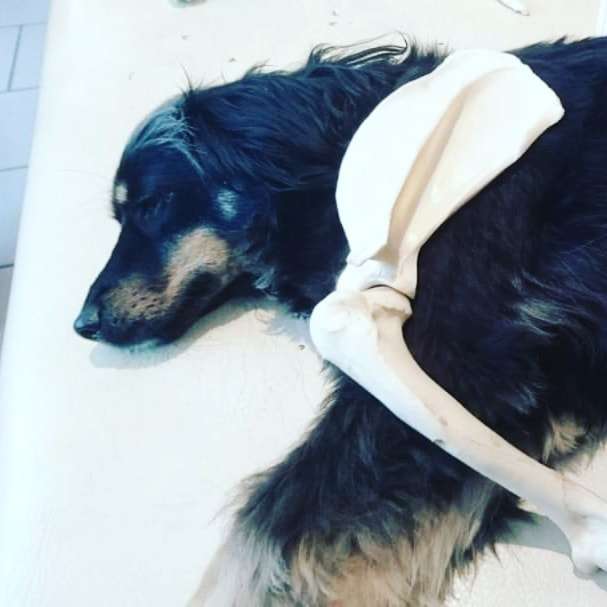 Hundetreffen-Physiotherapeutischer Check up 🥰🐶-Profilbild