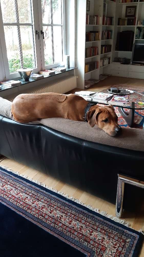 Hundetreffen-Spielkameradin gesucht-Profilbild