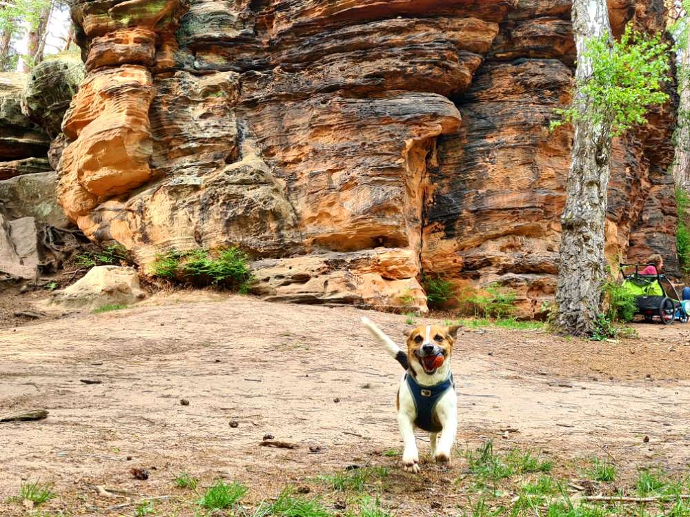 Hundetreffen-Gassipartner für Spaziergänge/Wanderungen gesucht-Profilbild