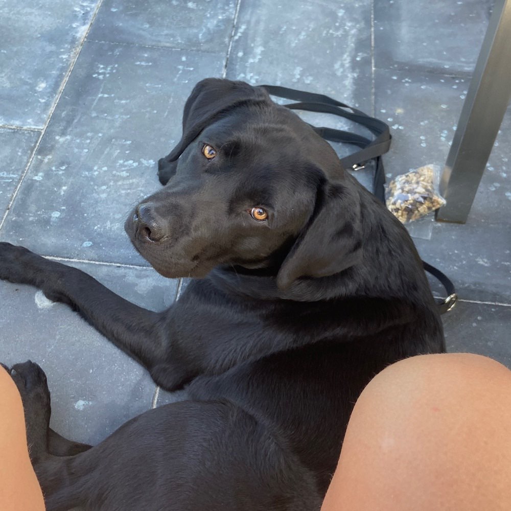 Hundetreffen-Gassirunde inkl. Training-Profilbild