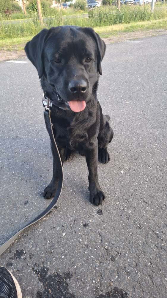 Hundetreffen-Social Walk / Spielfreund-Profilbild