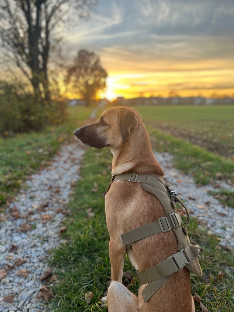 Hundetreffen-Social Walk, Gassi Runden-Profilbild