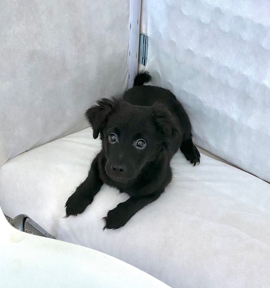 Hundetreffen-Neue Spiel - oder Gassifreunde für Welpen gesucht-Profilbild