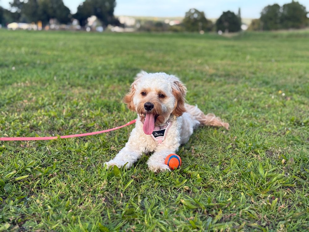 Hundetreffen-Gemeinsame Spaziergänge🐾-Profilbild