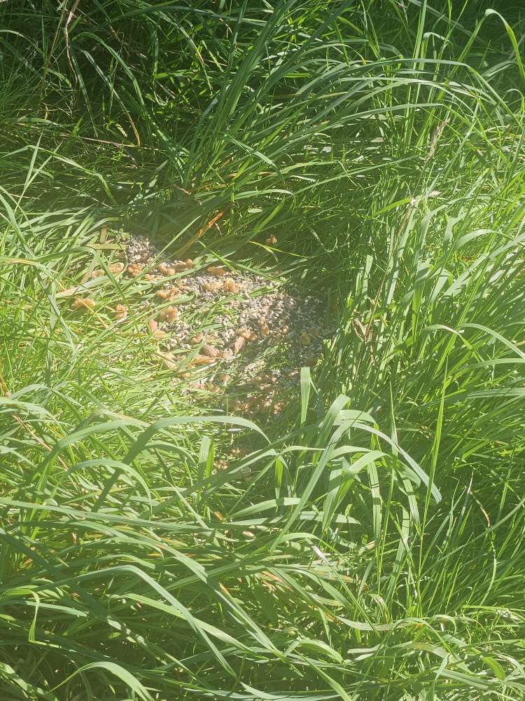 Giftköder-Giftköder-Profilbild