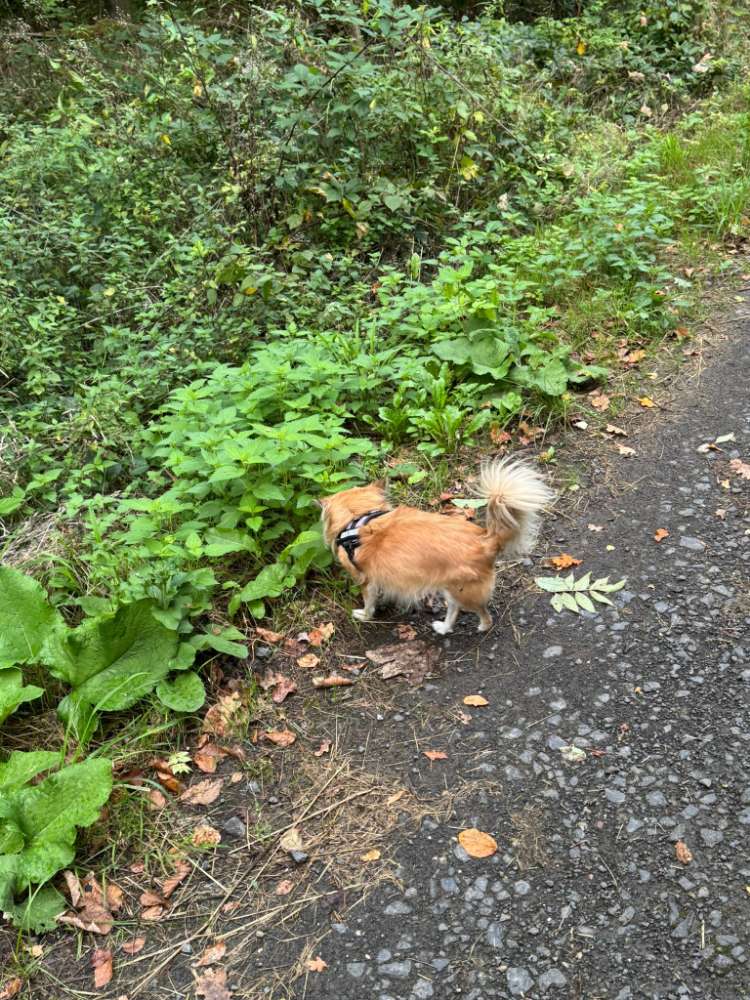 Hundetreffen-Spiel und Gassi Kumpels gesucht-Profilbild