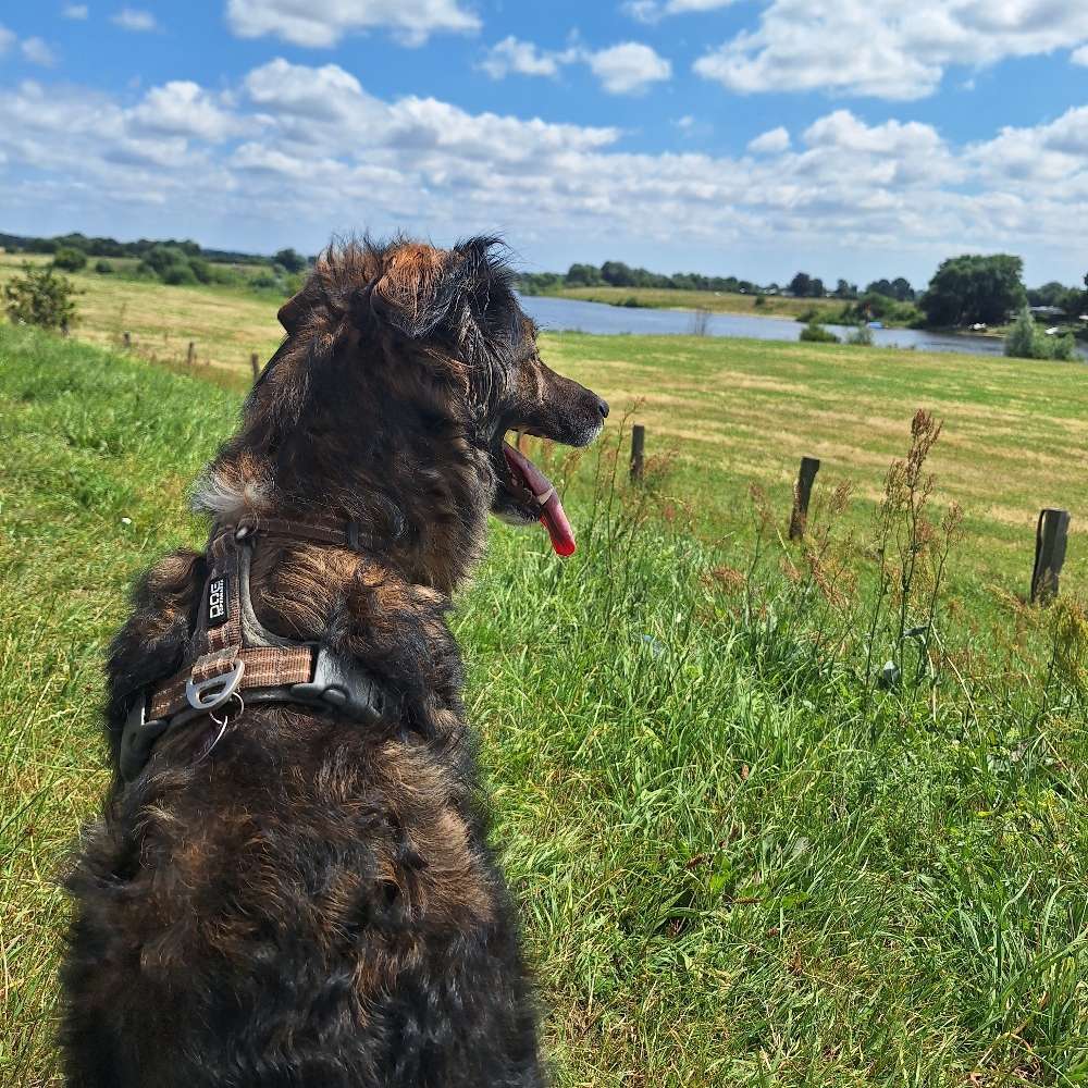 Hundetreffen-Gassirunden um Thedinghausen & umzu-Profilbild