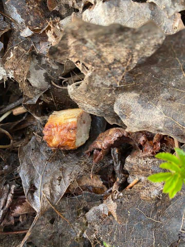 Giftköder-Wurst mit Scherben-Profilbild