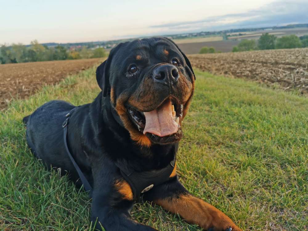 Hundetreffen-Ben sucht Freunde zum spielen-Profilbild