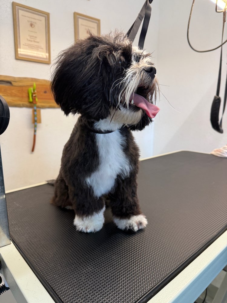 Hundetreffen-Gassi Runde-Profilbild