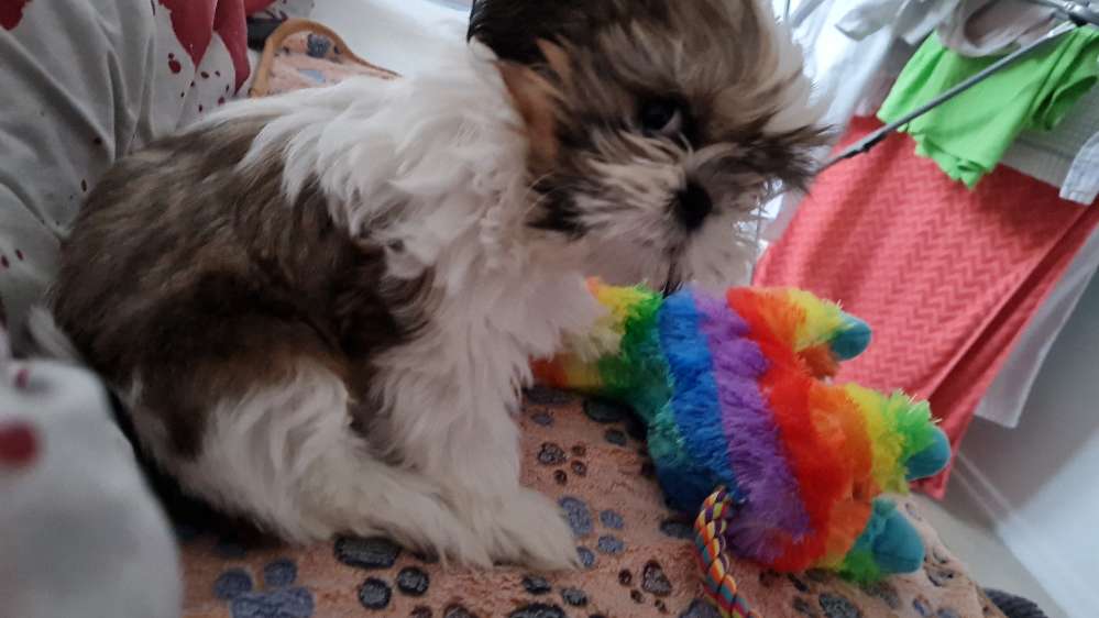 Hundetreffen-Welpentreffen in Michelstadt-Profilbild