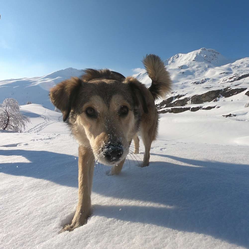 Hundetreffen-Gassi-Geh-Kumpel gesucht-Profilbild