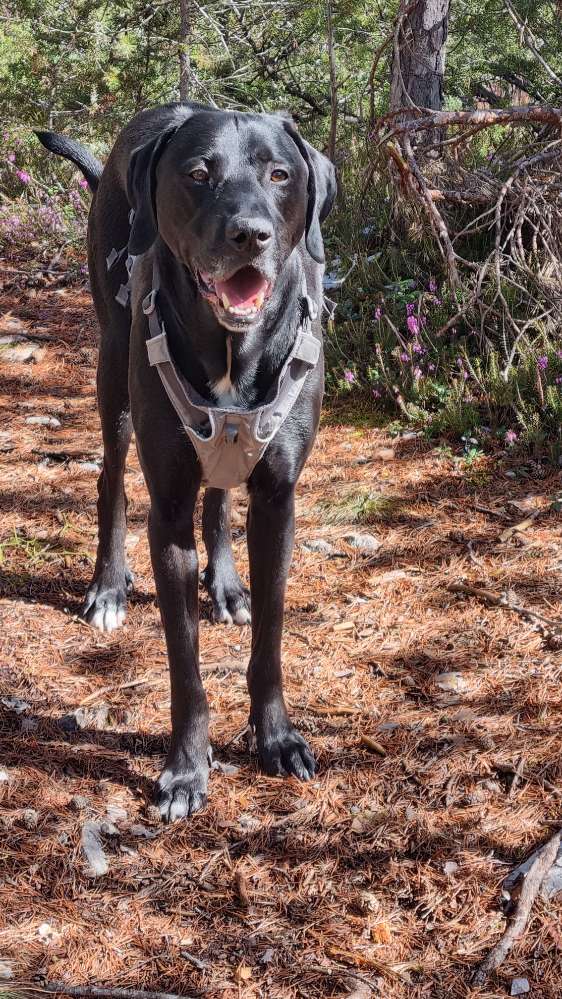 Hundetreffen-Gassi geh- und Trainingspartner gesucht-Profilbild