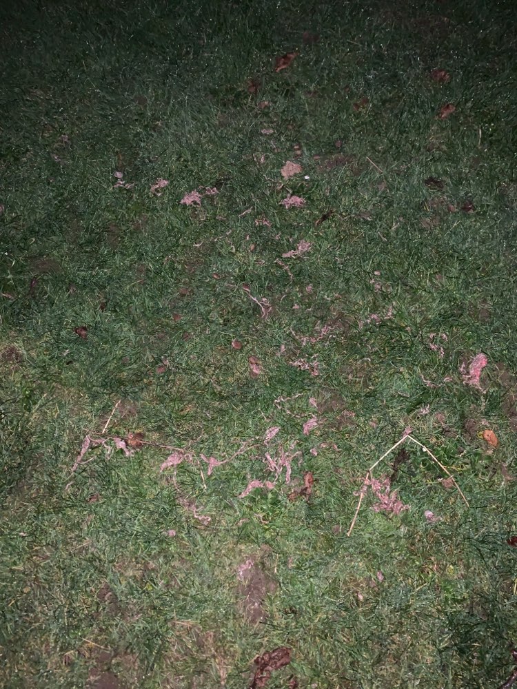 Giftköder-Vermutlich Giftköder-Profilbild