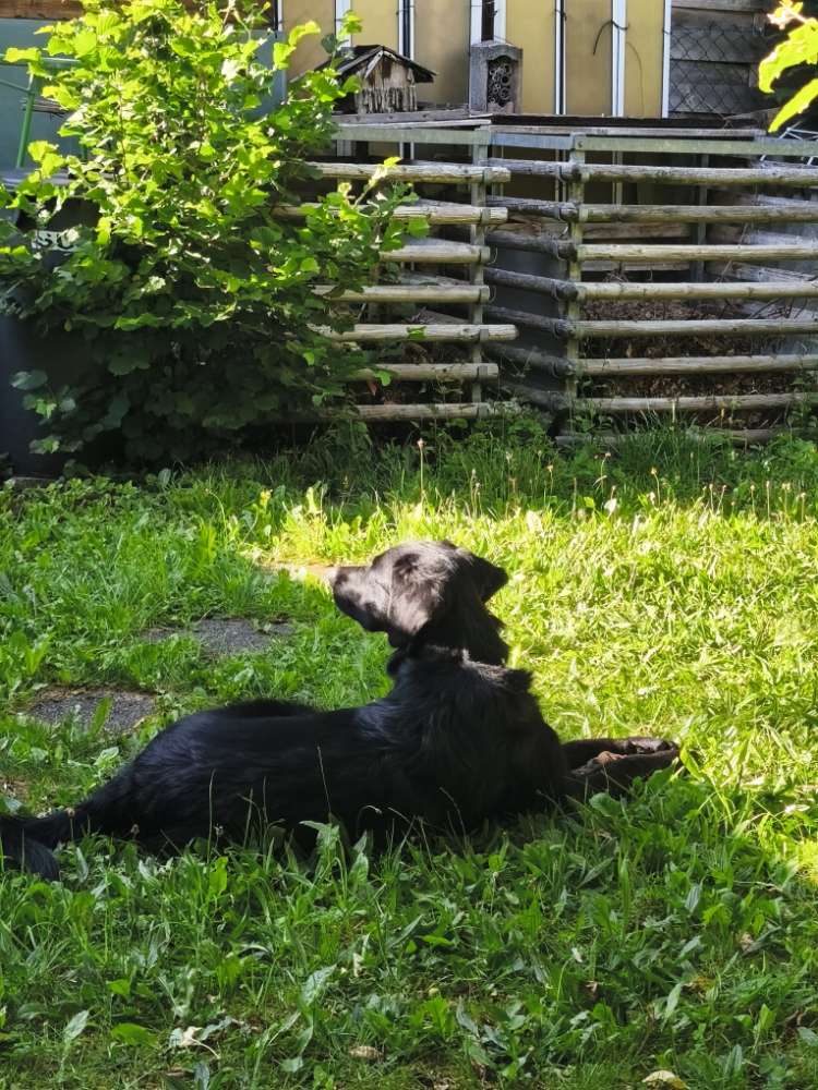 Hundetreffen-Gemeinsames Toben-Profilbild