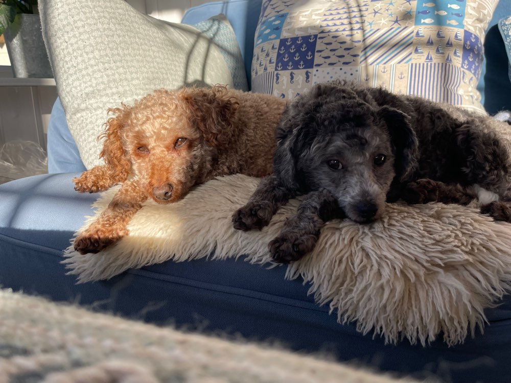 Hundetreffen-Spaziergänge-Profilbild