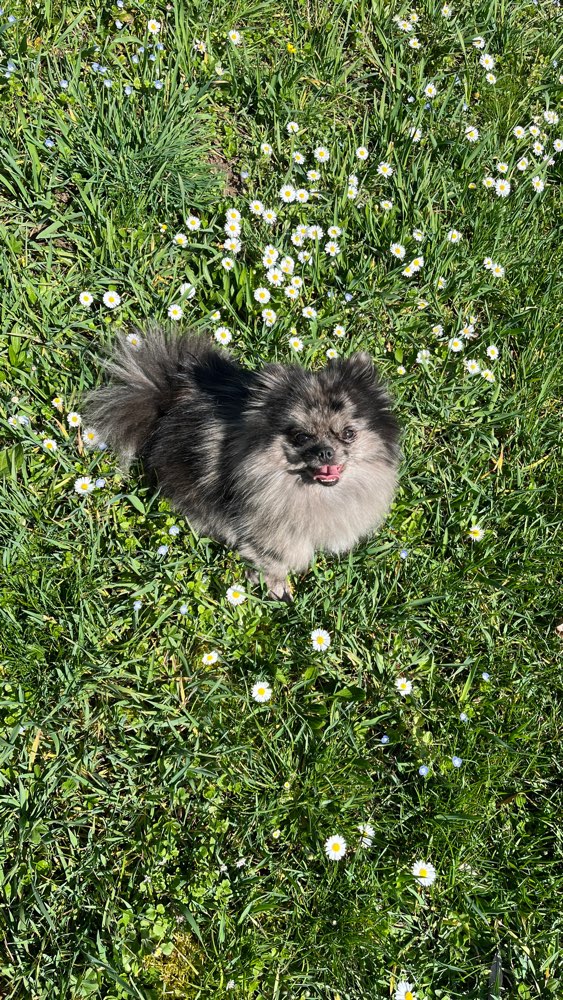 Hundetreffen-Spielkameraden gesucht-Profilbild