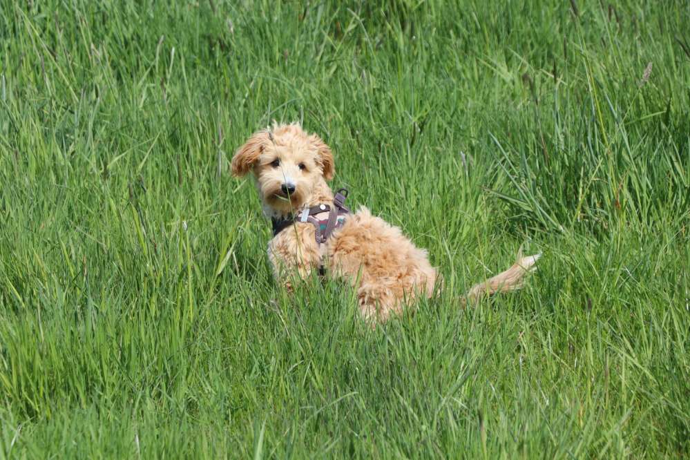 Hundetreffen-Gassirunde für kleine Hunde-Profilbild