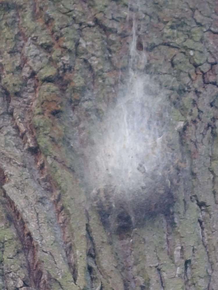 Giftköder-Eichenprozessionsspinner-Profilbild