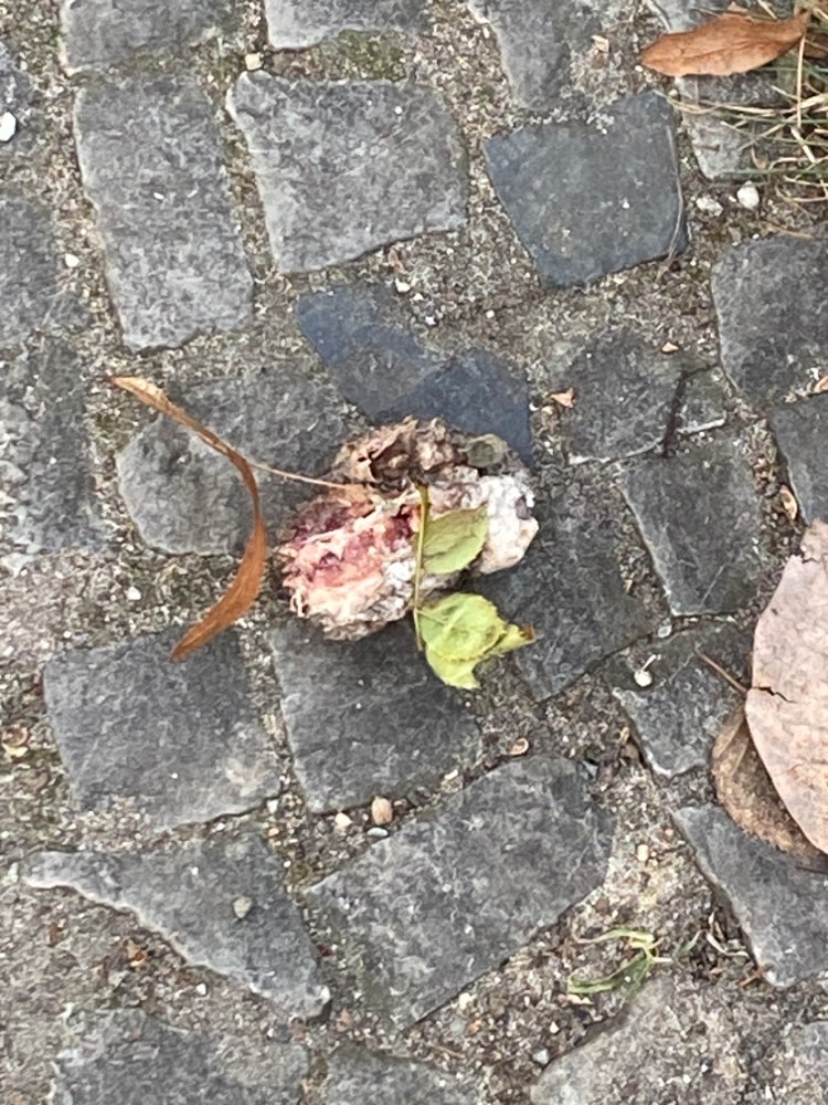 Giftköder-Fleisch auf dem Grünstreifen-Profilbild