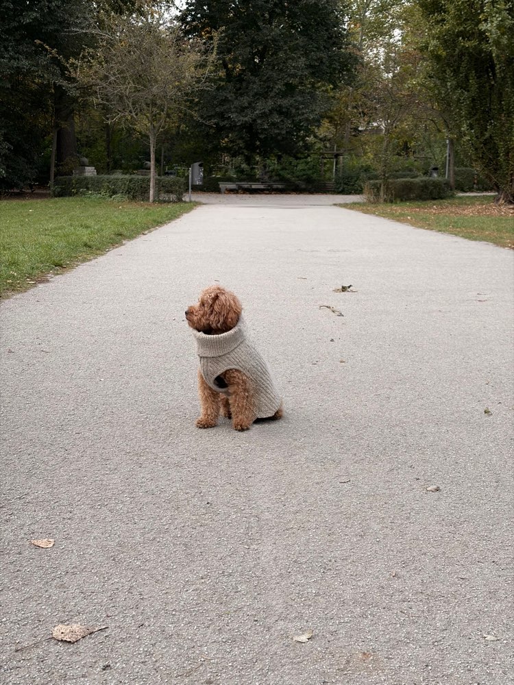 Hundetreffen-Gassirunde und Spieltreffen am Lietzensee-Profilbild