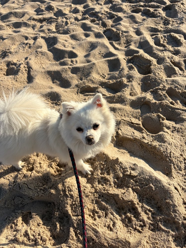Hundetreffen-Playdate Nami/Sozialisierung-Profilbild