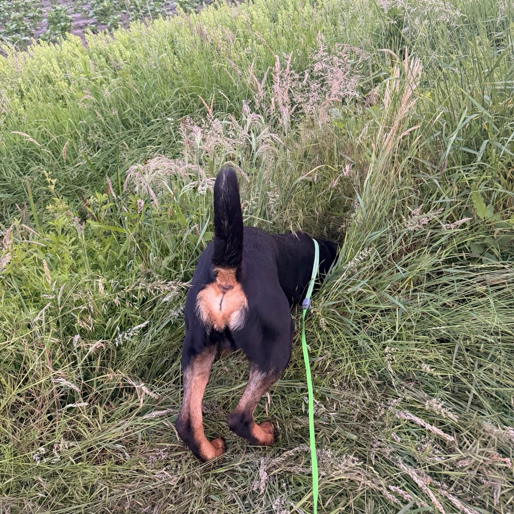 Hundetreffen-Gassi Runde!-Profilbild