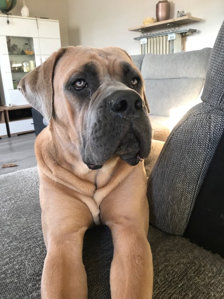 Hundetreffen-Gassi- und Spielrunde-Profilbild