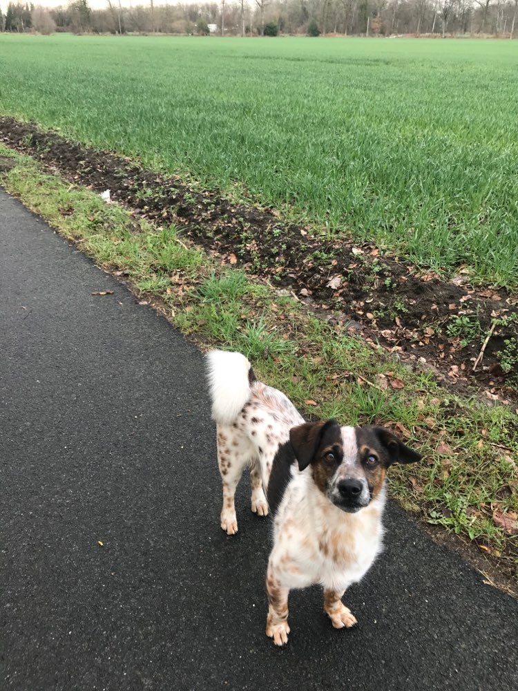 Hundetreffen-Gemütliche Runde-Profilbild