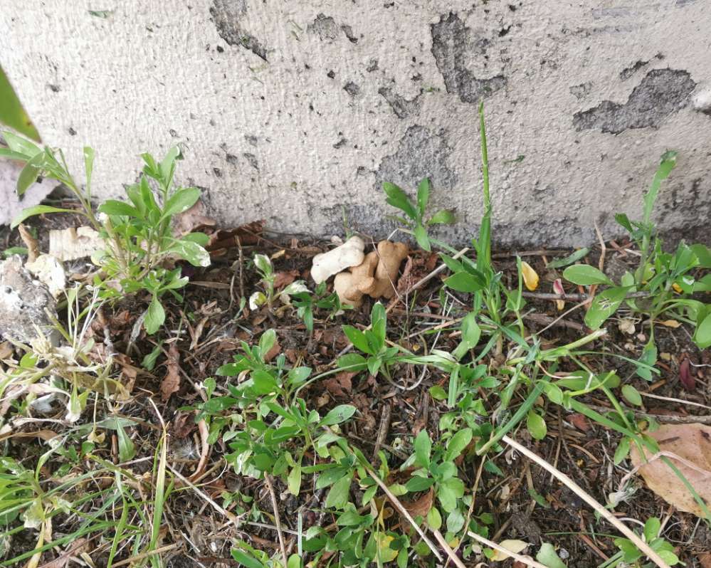 Giftköder-Versteckte Hundeleckerchen-Profilbild